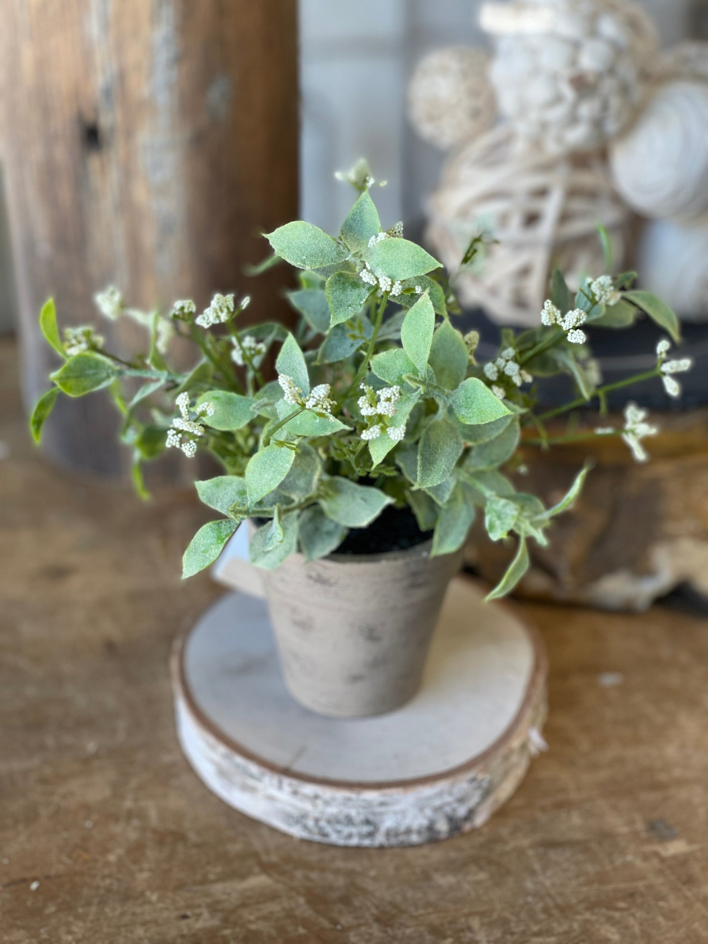 Potted Happy Harmony