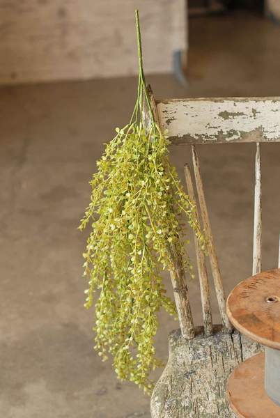Hanging Baby Grass