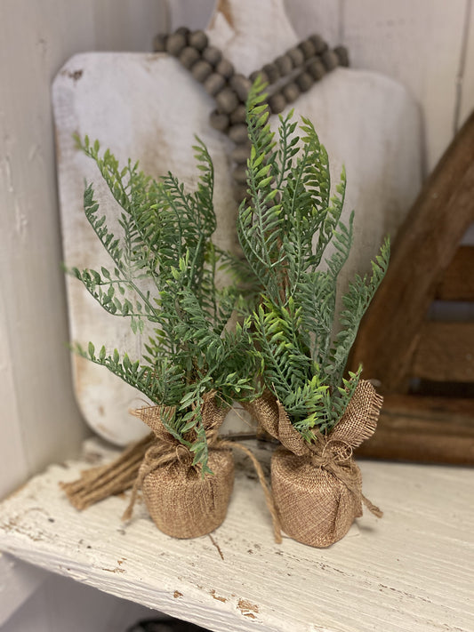 Mini Fern