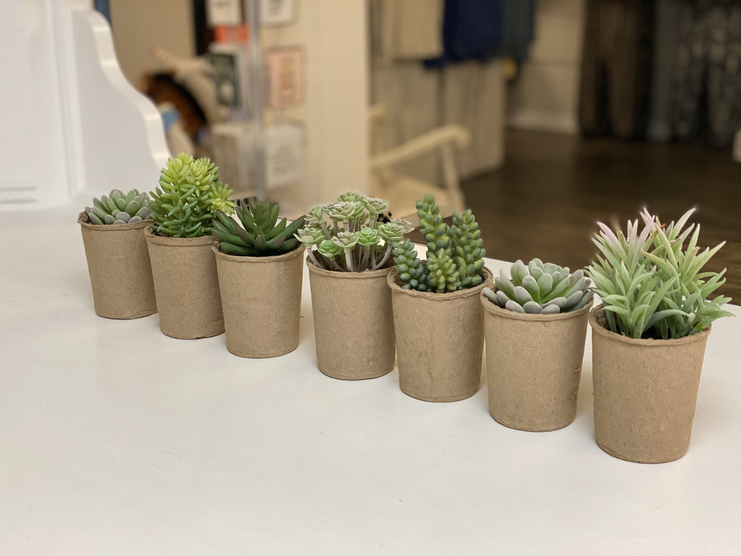 Potted Cider Eucalyptus