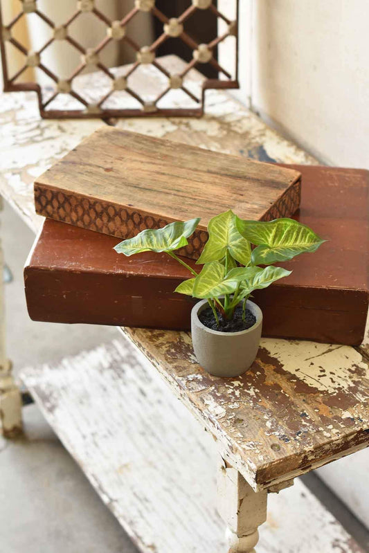 Potted Elephant Ear